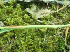 Bistorta alopecuroides