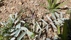 Astragalus palmeri