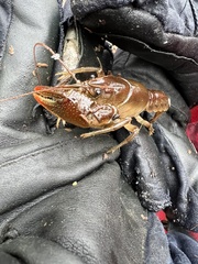 Lacunicambarus thomai