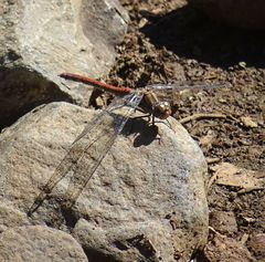 Sympetrum nigrifemur