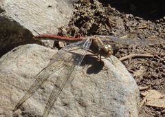 Sympetrum nigrifemur