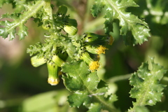 Senecio vulgaris