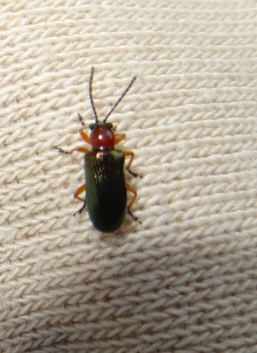 Oulema melanopus