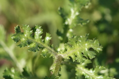 Senecio vulgaris