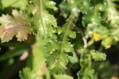Senecio vulgaris
