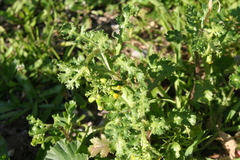 Senecio vulgaris