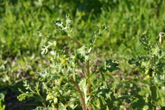 Senecio vulgaris