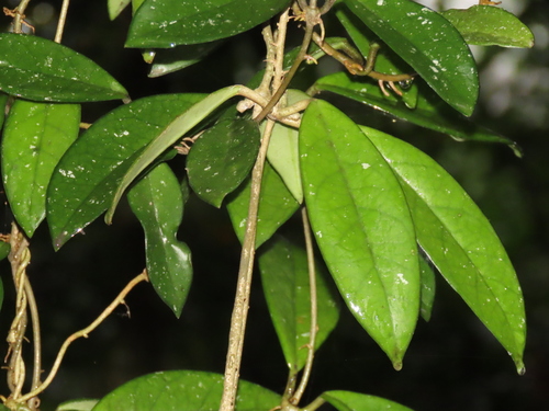 Hoya carnosa