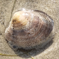 Ruditapes decussatus