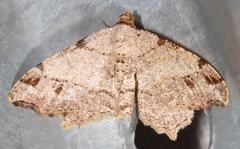 Macaria aequiferaria