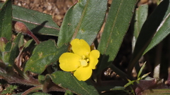 Camissoniopsis ignota