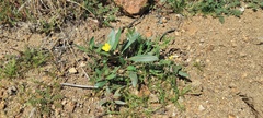 Camissoniopsis ignota