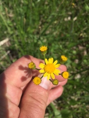 Packera pseudaurea semicordata