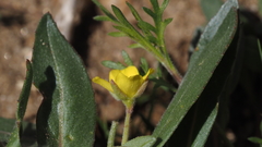 Camissoniopsis ignota
