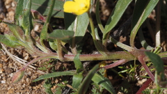 Camissoniopsis ignota