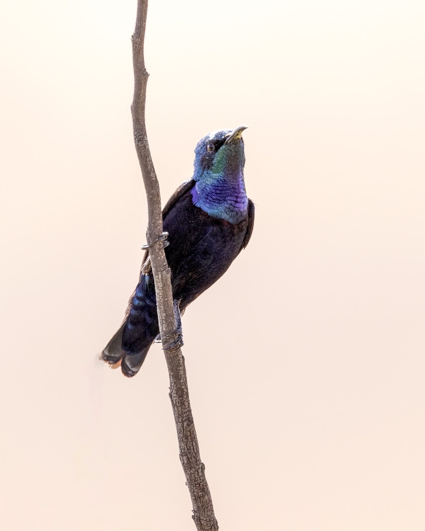 Purple Sunbird