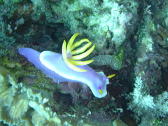 Hypselodoris apolegma