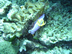 Hypselodoris apolegma