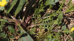 Camissoniopsis ignota