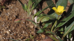 Camissoniopsis ignota