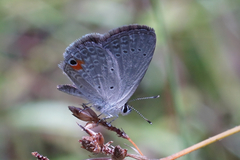 Eicochrysops messapus