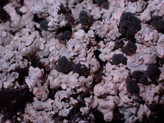 Trapeliopsis granulosa