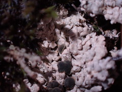 Trapeliopsis granulosa