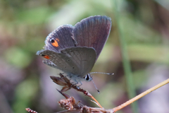 Eicochrysops messapus