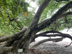 Hippomane mancinella