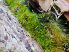 Pleuridium subulatum