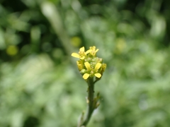 Sisymbrium officinale