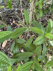 Miconia prasina
