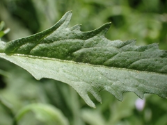 Sisymbrium officinale