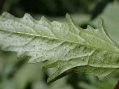 Sisymbrium officinale