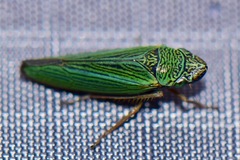 Graphocephala psephena