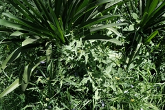 Sisymbrium officinale