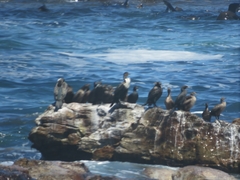 Phalacrocorax capensis