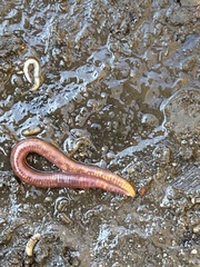 Lumbricus terrestris