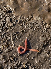 Lumbricus terrestris