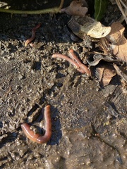 Lumbricus terrestris