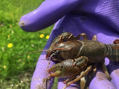 Lacunicambarus polychromatus