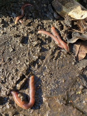 Lumbricus terrestris