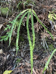 Pteris longipinna