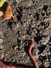 Lumbricus terrestris
