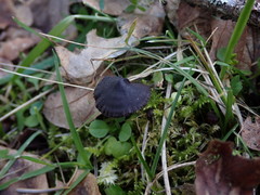 Auriscalpium vulgare