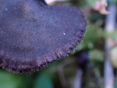 Auriscalpium vulgare