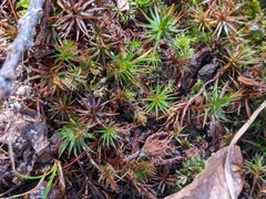 Polytrichum pallidisetum