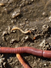 Lumbricus terrestris