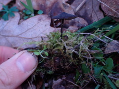 Auriscalpium vulgare