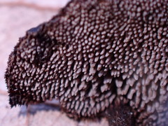 Auriscalpium vulgare